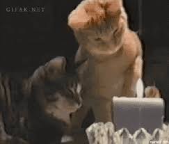 Wenn sie weitere fotos zu geburtstagswünsche gif whatsapp sehen möchten, sehen sie sich unsere anderen anstecknadeln an. Geburtstag Der Katze Gifs 40 Animierte Bilder Kostenlos