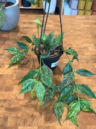 Image result for Ochna polyneura