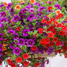 We did not find results for: Confetti Garden Collection Spring Hill Nurseries