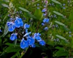 Salvia Uliginosa Salie Hobbykwekerij De Jagertjeshof Aadorp Planten Vaste Planten Salie