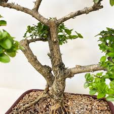 Image result for Premna mooiensis