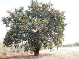 Image result for Combretum collinum