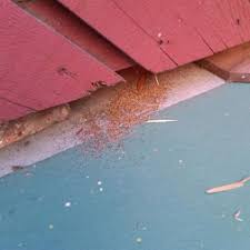 Get info on a bell termite & pest control. Bell Termite Control Free Termite Inspection And Pest Control In Los Angeles Orange County San Bernardino Ventura And Riverside County