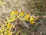 Image result for Hippocratea longipetiolata