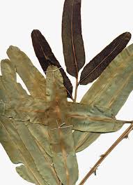 Image result for Parkeriaceae