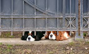 Peu de personnes ont envie de s'ennuyer (évidemment), mais il existe plusieurs façons de transformer ce pour créer cet article, 278 personnes, certaines anonymes, ont participé à son édition et à son amélioration au fil du temps. Mon Chien Ne Veut Pas Rester Seul Que Faire
