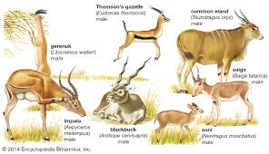 The african animal with curly horns is the kudu. Antelope Mammal Britannica
