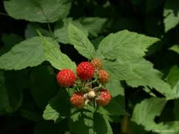 Image result for Rubus iringanus