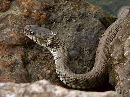 image couleuvre collier natrix natrix images couleuvre collier