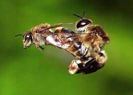 There are about 20,000 species of bees. Bee Mating Flight Honey Bee Facts Drone Bee Honey Bee
