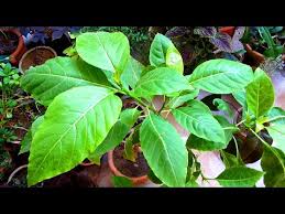Image result for Pisonia