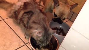 French bulldog puppies for sale. Shaved Maine Coon Vs French Bulldogs Youtube