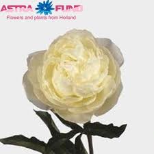 Peony 'alexander fleming' | claire austin. Paeonia Lactiflora Grp Margaret Truman