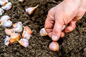 You hurry to try and remove the garlic but the damage is done, your sauce has too much garlic and all you can do is hope for the best. How To Plant Fall Garlic And Onions 3 Big Secrets To Success