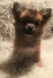 The pomchi has a good lifespan of 12 to 18 years. An Owner Guide For Pomchi Chihuahua Pomeranian Mix Puppies Pomeranian Chihuahua Mix Pomeranian Puppy