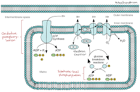 Introduction To Cellular Respiration And Redox Article Khan Academy
