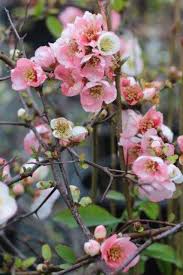 Image result for Chaenomeles japonica