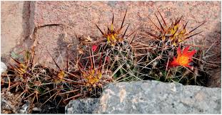 Image result for Loxodera