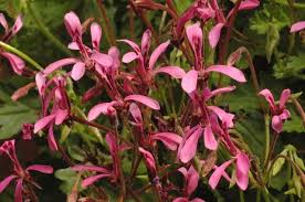 Image result for Pelargonium grossularioides