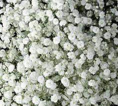 Baby S Breath Flowers Jr Roses Babys Breath Flowers Babys Breath Fresh Flower Delivery
