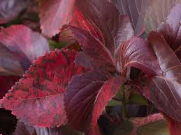 Image result for Acalypha