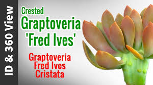 While graptoveria 'fred ives' is a succulent that can handle cold well, they are not frost resistant. Crested Graptoveria Fred Ives Graptoveria Fred Ives Cristata Succulent Id 360 View Youtube