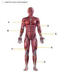 These include mobility, stability, posture, circulation, digestion, and more. Solved 1 Label The Human Muscle Diagram Chegg Com