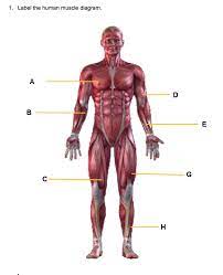 Human muscle diagram muscular system drawing at getdrawings free for personal use. Solved 1 Label The Human Muscle Diagram Chegg Com