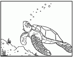 Sep 07, 2021 · kids are very fond of superhero coloring sheets. Baby Sea Turtles Coloring Pages Coloring Home