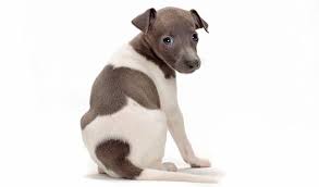 Check spelling or type a new query. Italian Greyhound Dog Breed Information