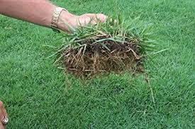 There are many types to choose from and you may decide that your yard needs a larger or smaller rake to do the job effectively. Amazon Com Zoysia Grass Seeds 1 8 Lb Garden Outdoor