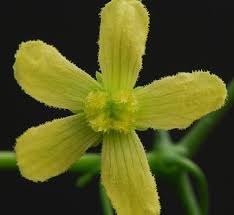 Image result for Kedrostis leloja