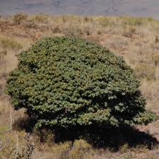 Image result for Englerophytum natalense