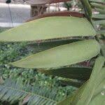 Image result for Encephalartos munchii