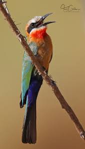 Small Wild Birds Of South Africa White Fronted Bee Eater At Londolozi South Africa Beautiful Birds Most Beautiful Birds Birds