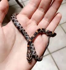 There are many species of this snake. 14 Cool Corn Snake Morphs With Pictures