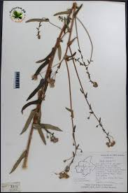 Image result for Pentanema indicum