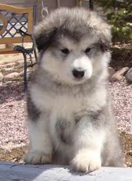 Vip puppies works with responsible alaskan malamute breeders across the united states. Alaskan Malamute For Sale In Utah Dogs Breeds And Everything About Our Best Friends