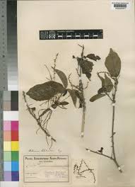 Image result for Calycosiphonia spathicalyx