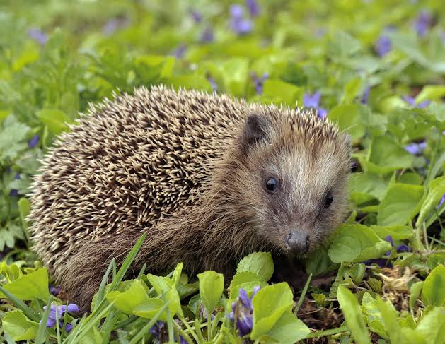 Mga resulta ng larawan para sa European hedgehog"
