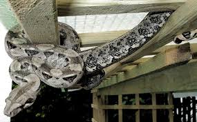 Its only habitat is a coral island measuring a mere 5 x.9 miles. Boa C Imperator Cay Caulker Belize Dwarf Boa For Sale Stockl Die Nr 1 Boa Constrictor Seite Im Internet