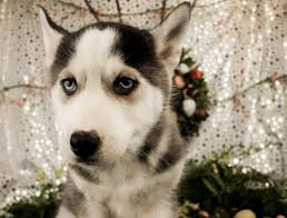 Their puppies are fluffy little snowballs that are the kindest creatures alive, with their giant hair and adorable. Siberian Husky Frontier Pets