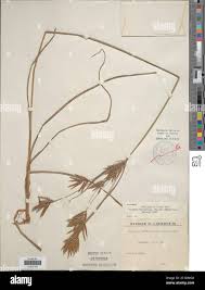 Image result for Cyperus zollingeri