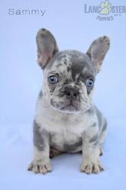 This is our lilac and tan merle french bulldog stud bingo. Sammy Gorgeous Lilac Tan Merle French Bulldog Puppy For Sale In Fresno Oh Lancaster Pupp French Bulldog Puppies Merle French Bulldog Bulldog Puppies