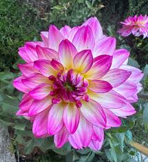 Image result for Dahlia