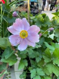 Image result for Aneilema petersii