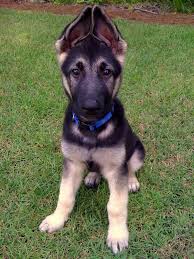 The ears open around the same time and the puppy can hear. The Magic Of The Internet Black German Shepherd Puppies Puppies German Shepherd Puppies