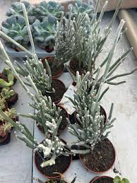 Image result for Cissus humbertii
