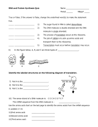 rna and protein synthesis quiz