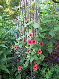 Photo Of The Entire Plant Of Black Eyed Susan Vine Thunbergia Alata Arizona Dark Red Posted By Foraygarden Black Eyed Susan Vine Black Eyed Susan Red Vines